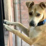 Charlie Boy thumbnail 2