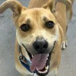 Charlie Boy thumbnail 4