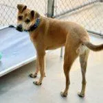 Charlie Boy thumbnail 5