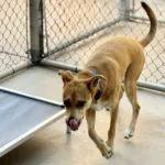 Charlie Boy thumbnail 6