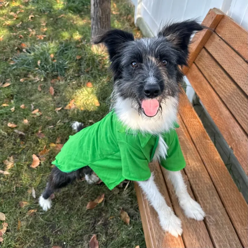 A young medium-sized male Terrier dog named Doggie for adoption in Logan, UT