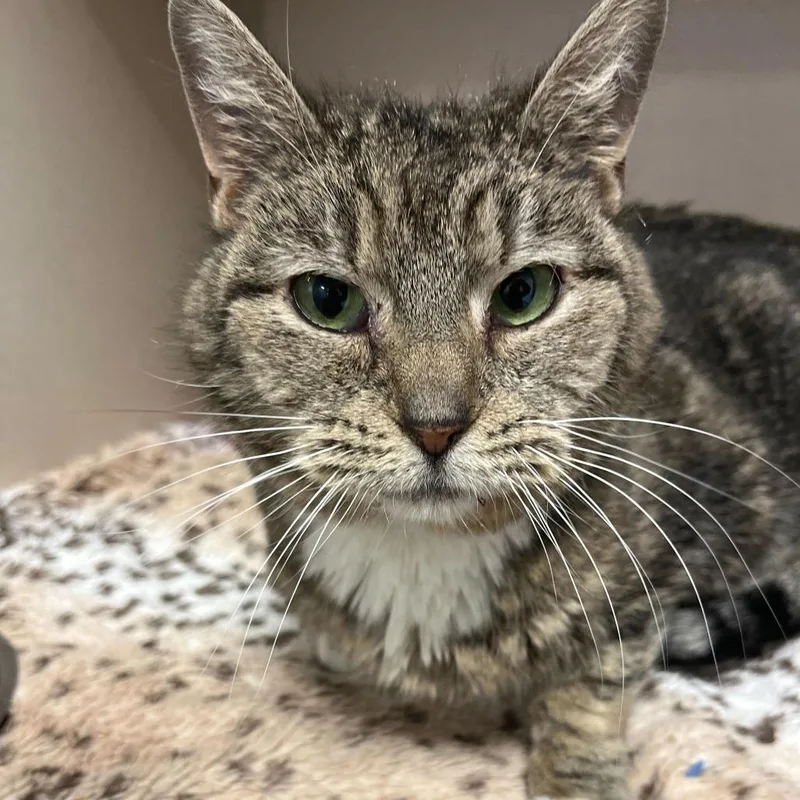 A senior medium-sized female Brown / Chocolate Domestic Short Hair cat named Chorus for adoption in Rifle, CO