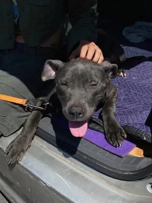 An adult medium-sized male Mixed Breed dog named Kiaayo for adoption in Atlanta, GA