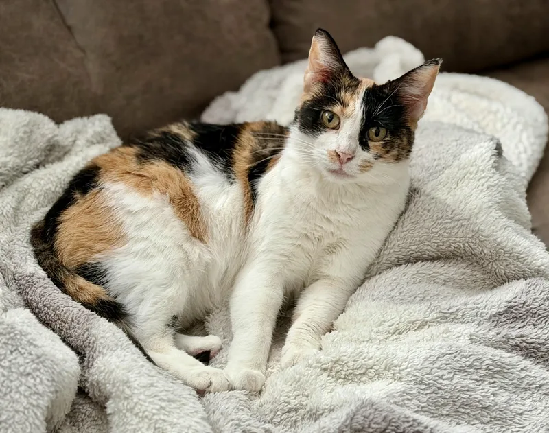 An adult medium-sized female Calico cat named Betty for adoption in Pickerington, OH