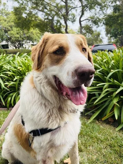 Benny
