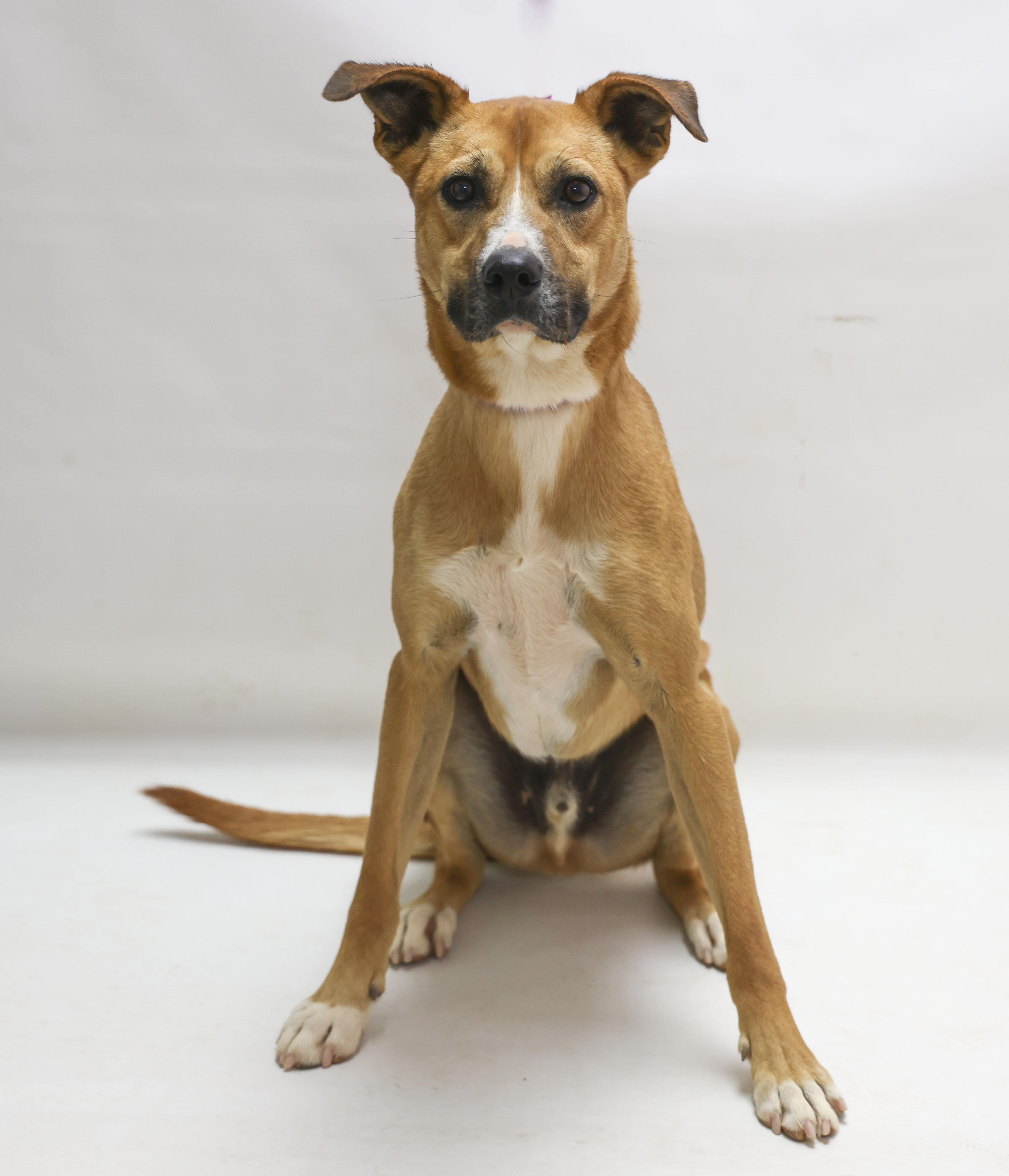 A young medium-sized male White / Cream Boxer dog named Rex for adoption in Casa Grande, AZ