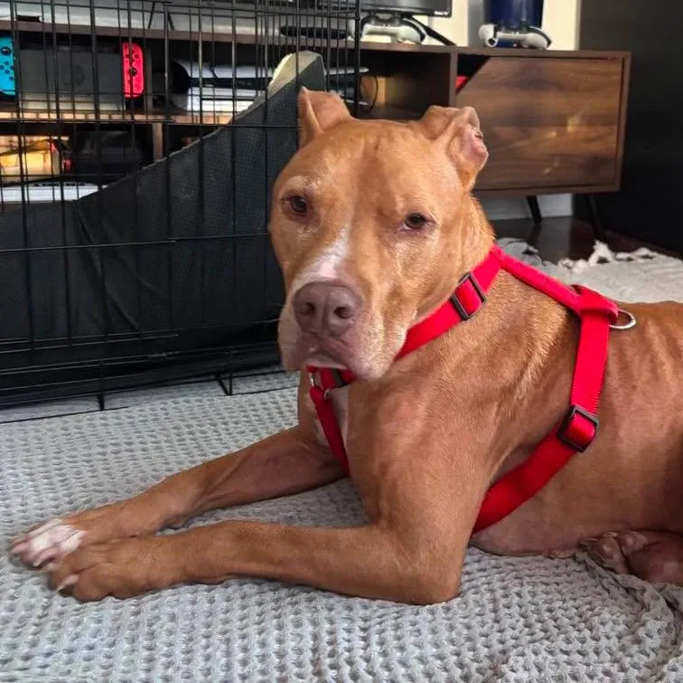 An adult large-sized male American Staffordshire Terrier dog named Astro for adoption in Long Island City, NY