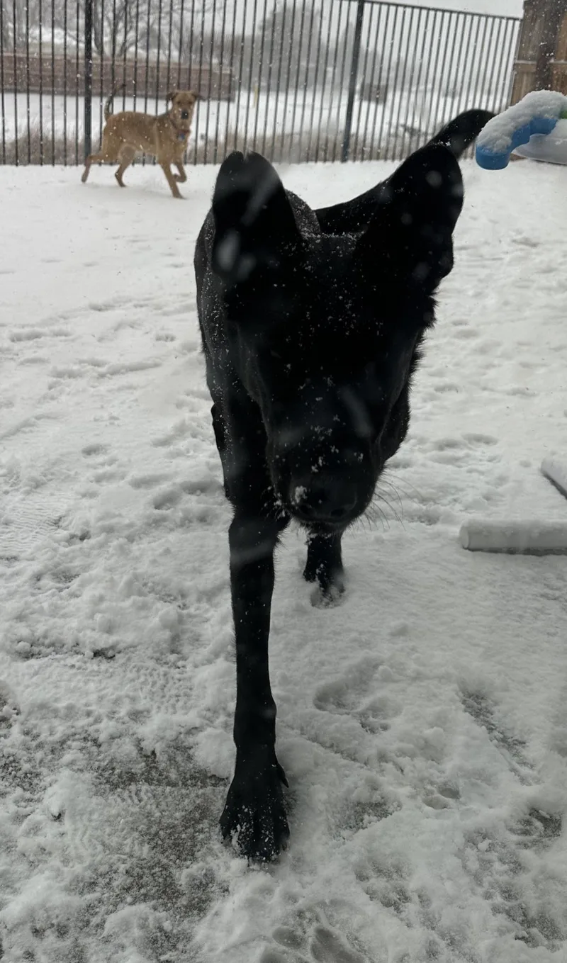 Onyx