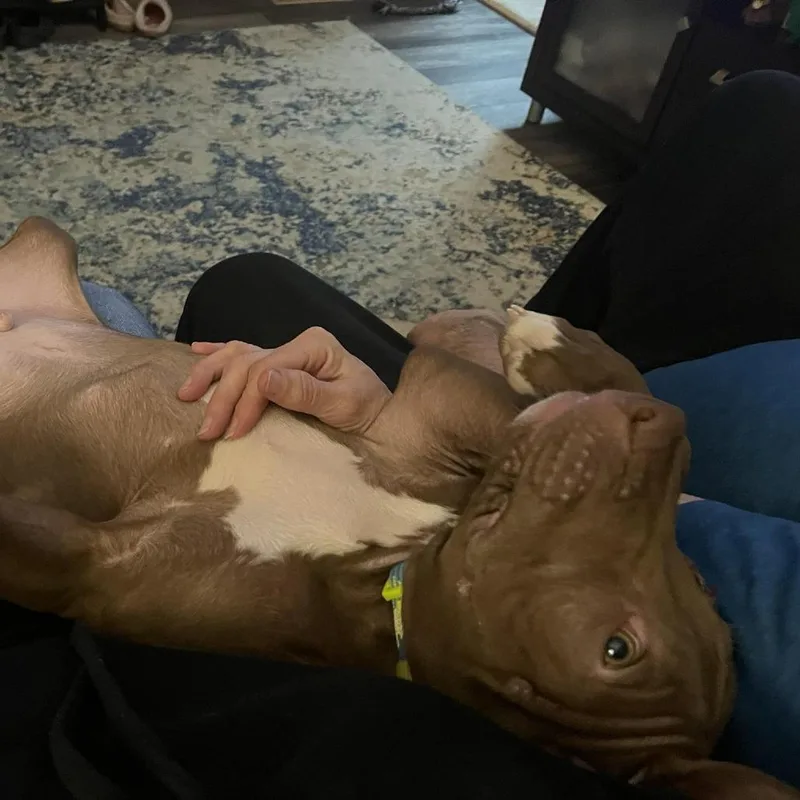 A baby small-sized male Brown / Chocolate Pit Bull Terrier dog named Bowtie for adoption in Zuni, VA
