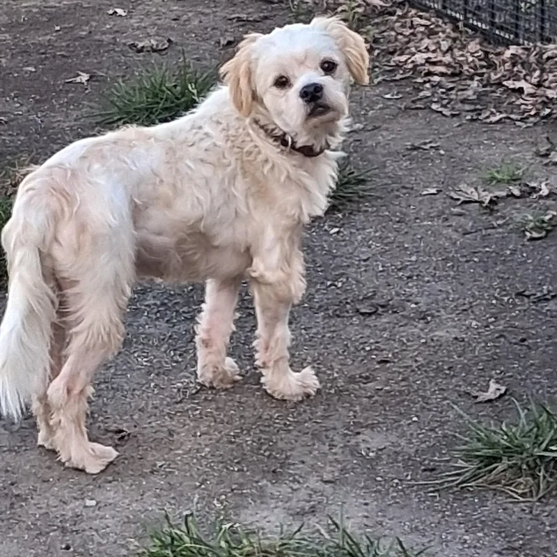 An adult small-sized male Lhasa Apso dog named Coco for adoption in Naperville, IL