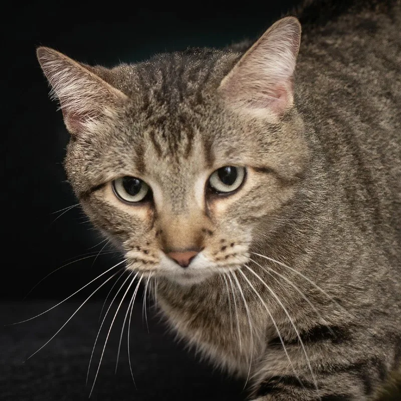 An adult large-sized male Brown / Chocolate Domestic Short Hair cat named Remi for adoption in Belleville, IL