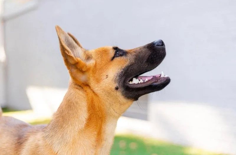 A young large-sized male German Shepherd Dog dog named Trevor for adoption in Bloomfield, CT