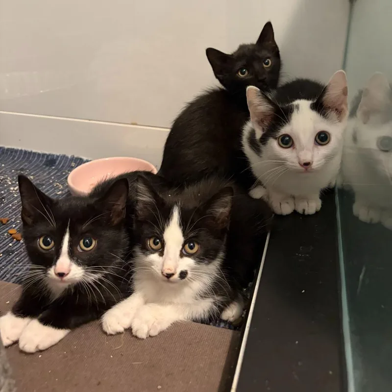 A baby small-sized female Domestic Short Hair cat named Pilot for adoption in Charlotte, NC