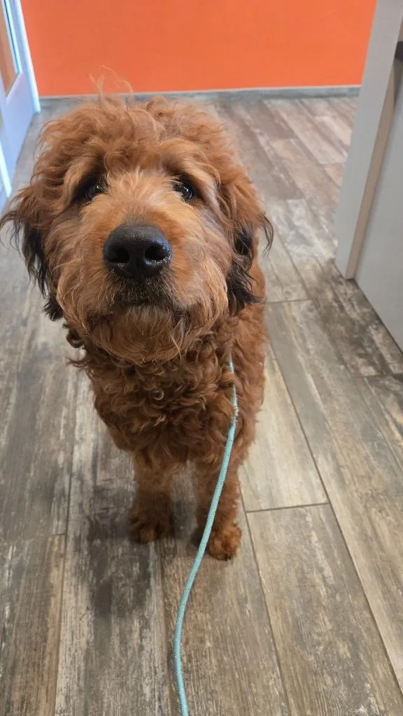 A young large-sized male Poodle dog named Teddy Yrly for adoption in Sidney, OH