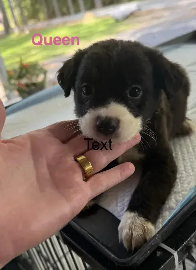 A baby small-sized female Tricolor (Brown, Black, & White) Mixed Breed dog named Queen for adoption in Grand Rapids, MI