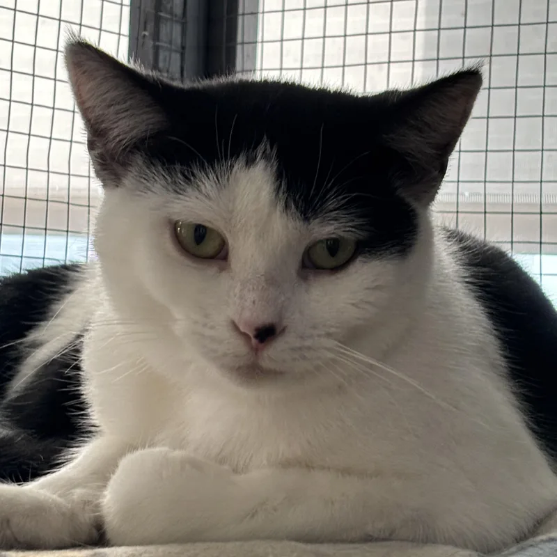 Kit Cat And Oreo thumbnail 2