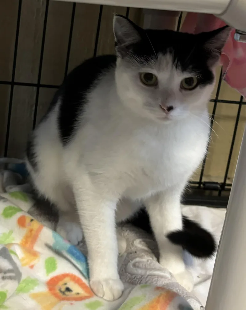 Kit Cat And Oreo thumbnail 3