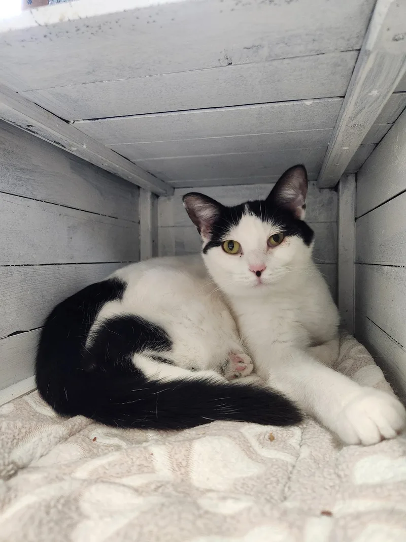 Kit Cat And Oreo thumbnail 5