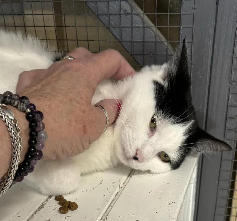 Kit Cat And Oreo thumbnail 6