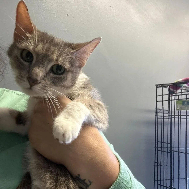A young medium-sized female Gray / Blue / Silver Domestic Short Hair cat named Fi for adoption in Oak Hill, WV