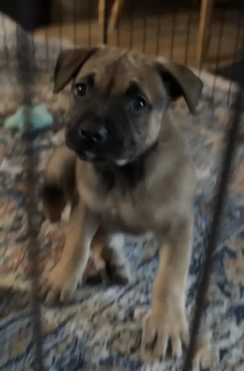 Penny