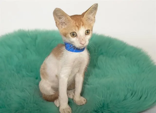 A baby medium-sized male Domestic Short Hair cat named Marco for adoption in Fort Lauderdale, FL