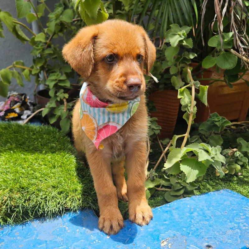 A baby medium-sized female Apricot / Beige Labrador Retriever dog named Odette Mario for adoption in New York, NY