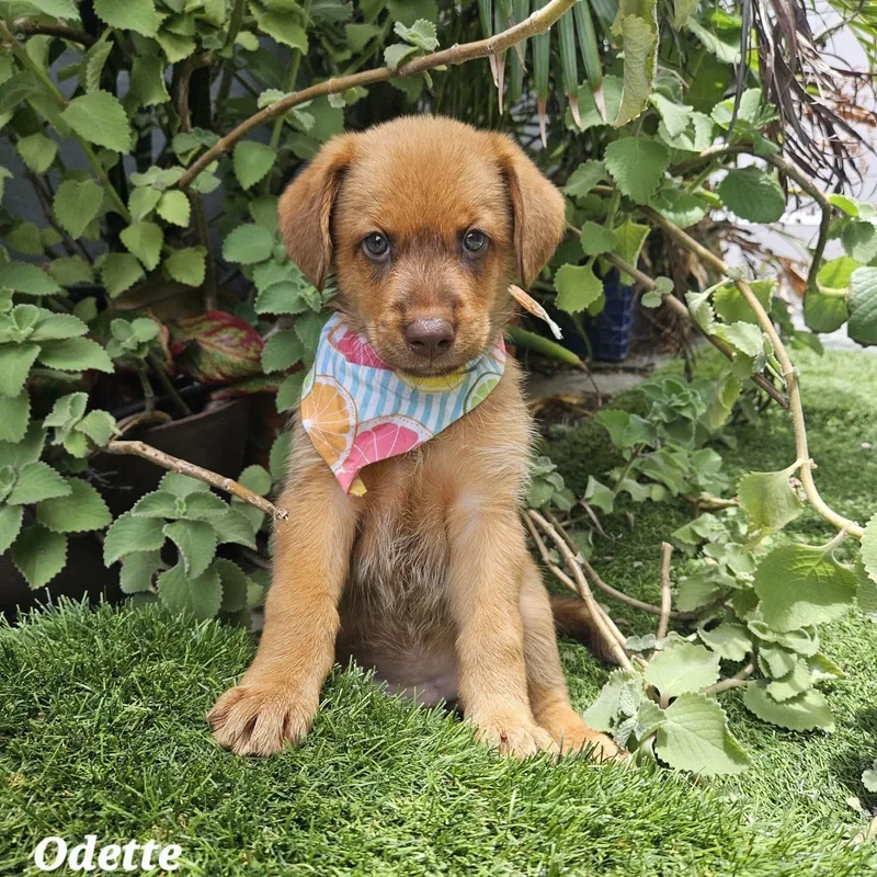 Odette Mario thumbnail 3