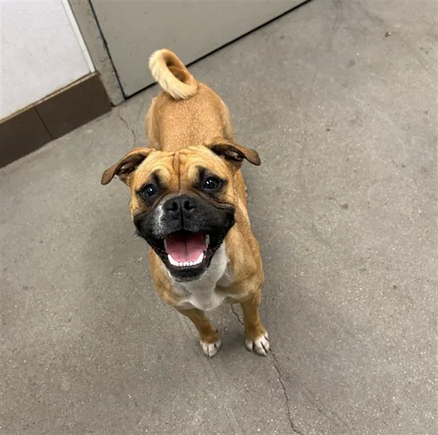 A young small-sized male Pug dog named Sonny Boy for adoption in Tucson, AZ
