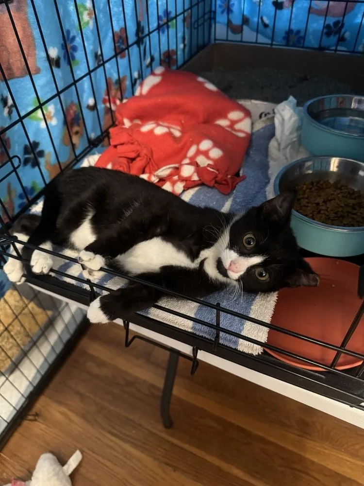 A baby small-sized male Black & White / Tuxedo Domestic Short Hair cat named Raleigh for adoption in Emerald Isle, NC