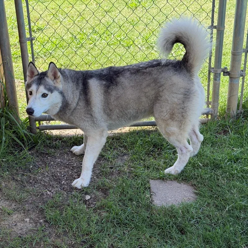 A young medium-sized male Gray / Blue / Silver Husky dog named Totem for adoption in Denison, TX