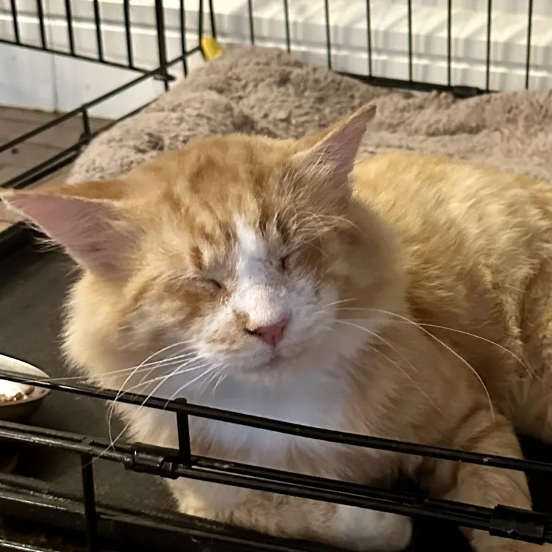 Sophisticated thumbnail 2