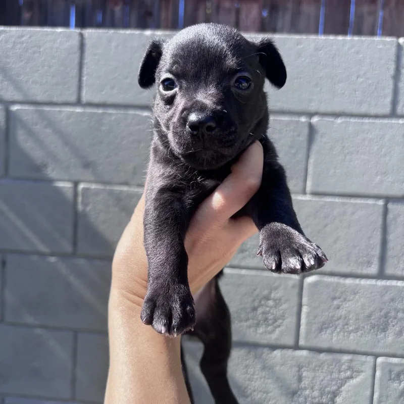 A baby small-sized female Black Terrier dog named Luna for adoption in San Diego, CA