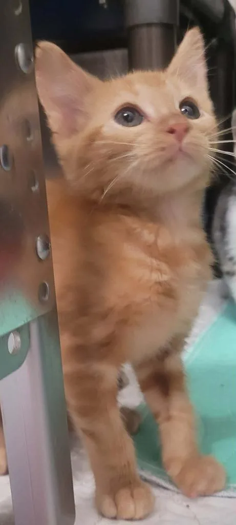 A baby small-sized male Domestic Short Hair cat named JoJo for adoption in Republic, MO