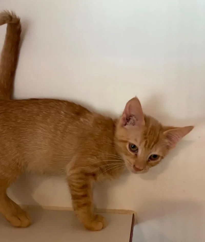 A baby medium-sized female Domestic Short Hair cat named Harley for adoption in Cumming, GA