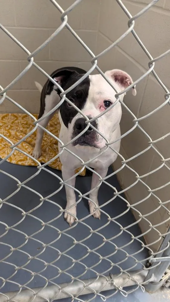 An adult large-sized male Tricolor (Brown, Black, & White) Pit Bull Terrier dog named Max for adoption in Evansville, IN