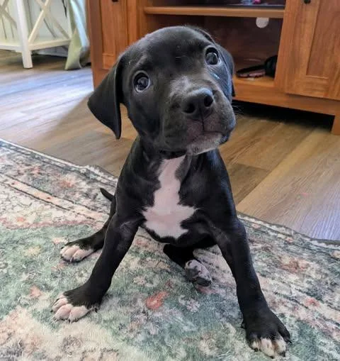 A baby medium-sized female Black Pit Bull Terrier dog named Thelma for adoption in Wichita Falls, TX