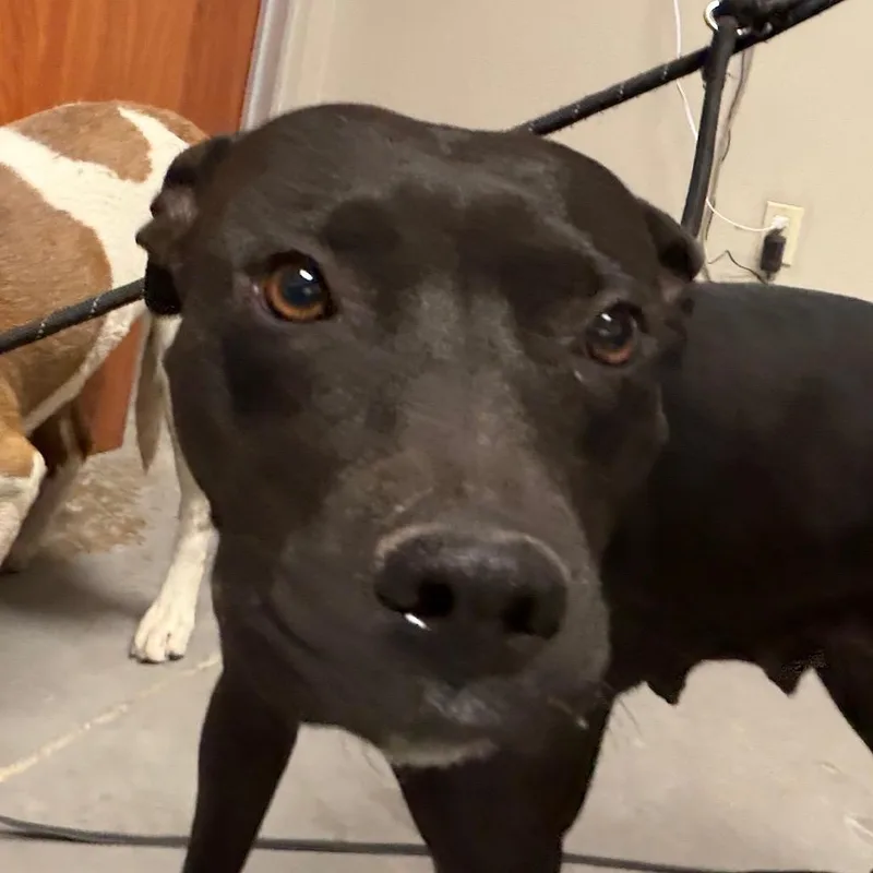 An adult large-sized female Black Pit Bull Terrier dog named Indiga for adoption in Yuma, AZ