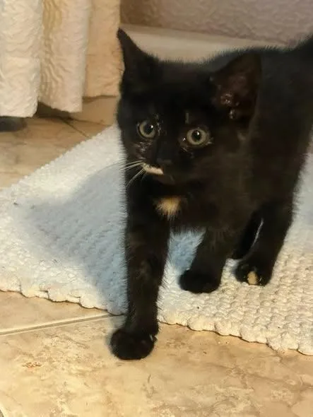 Princess Pounce