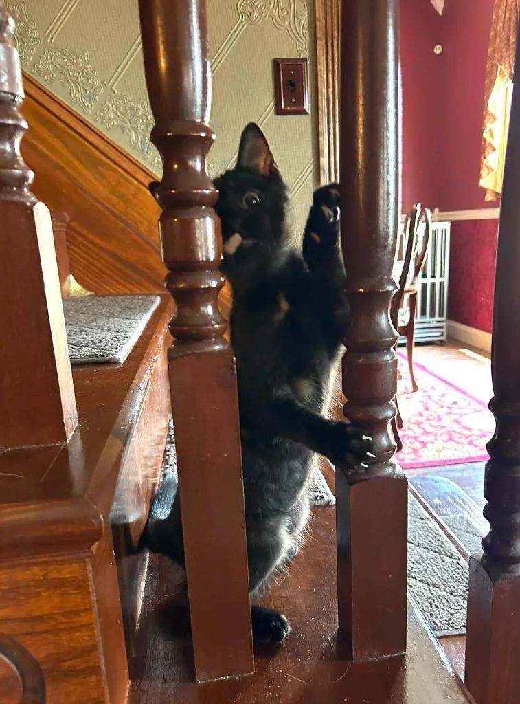 Princess Pounce thumbnail 2