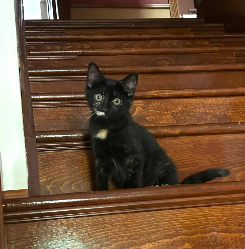 Princess Pounce thumbnail 3