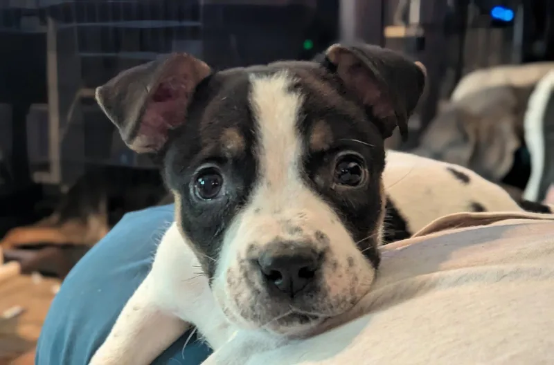 A baby medium-sized male Border Collie dog named Holland for adoption in St. Louis, MO
