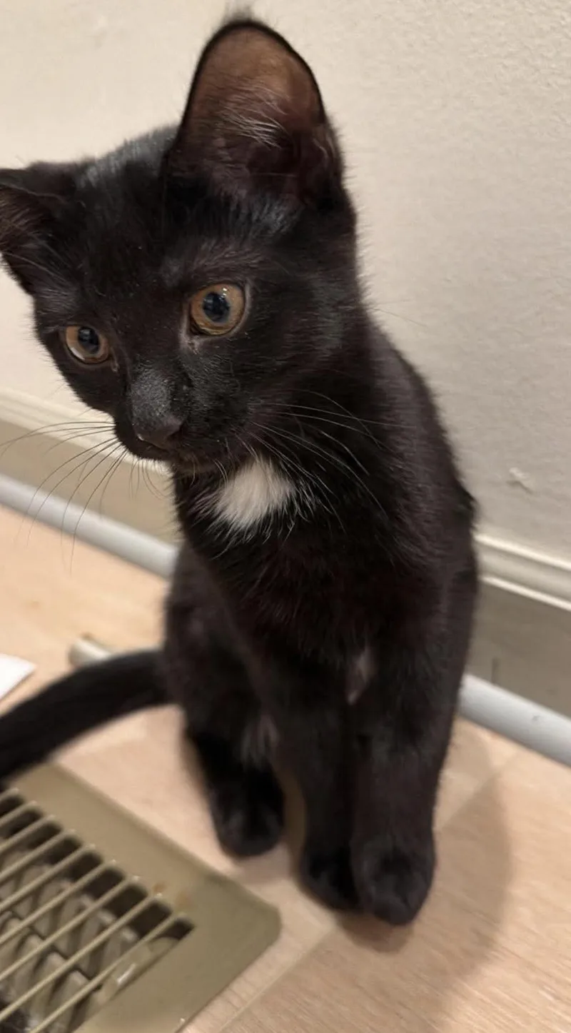 A baby small-sized female Domestic Short Hair cat named Stella for adoption in Lockport, IL
