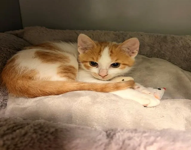 A baby small-sized male Domestic Short Hair cat named Sargassum for adoption in Leesburg, VA