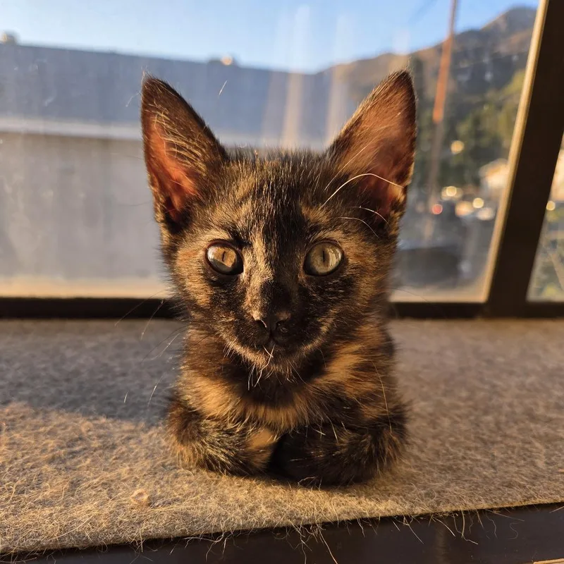 A baby small-sized female Tortoiseshell Domestic Short Hair cat named Mia for adoption in Pasadena, CA