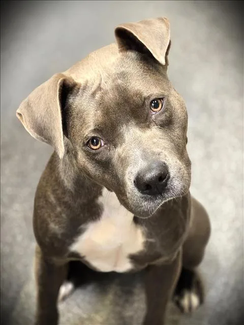 An adult medium-sized female Pit Bull Terrier dog named Gracie for adoption in Los Angeles, CA