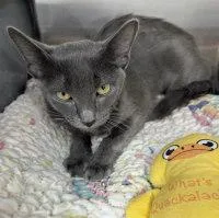 A baby medium-sized female Gray / Blue / Silver Domestic Short Hair cat named Diamond for adoption in Henderson, NV