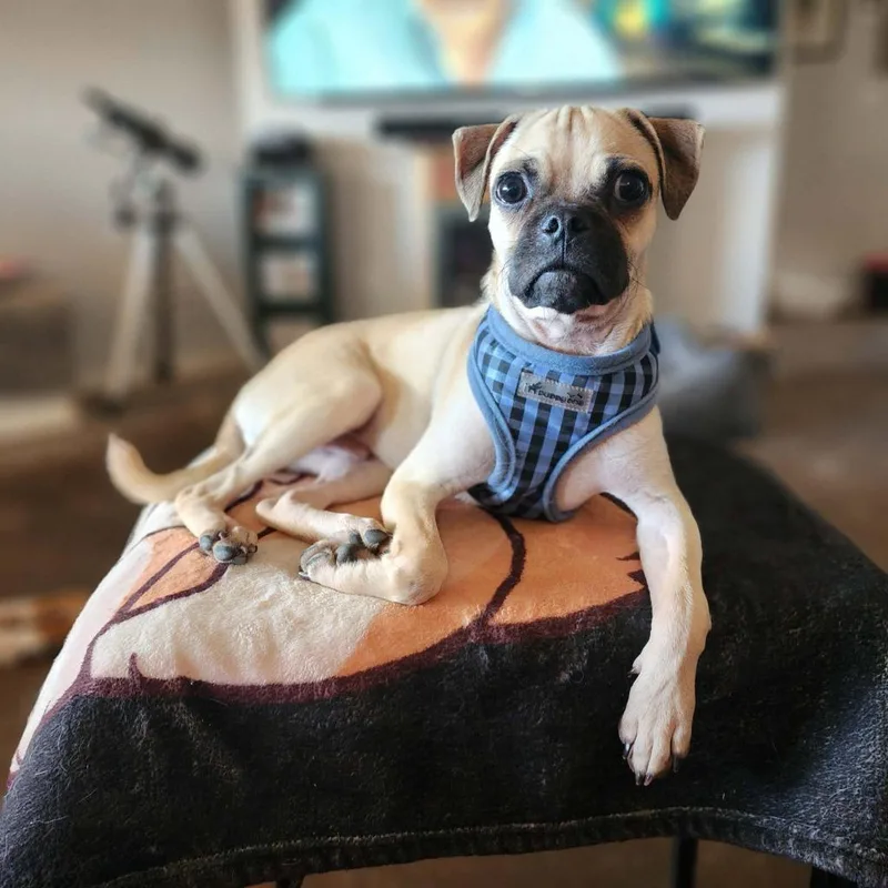 A baby small-sized male Pug dog named Spudnut for adoption in Mesa, AZ