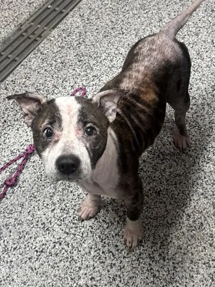 An adult small-sized female Mixed Breed dog named Athena for adoption in West Chester, PA