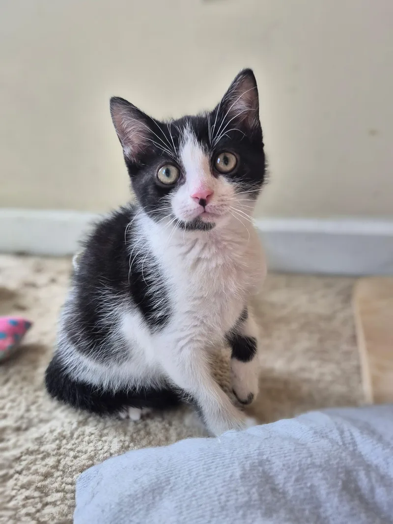 A baby small-sized male Black & White / Tuxedo American Shorthair cat named Jack and Meg for adoption in West newton, PA